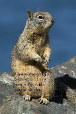 California ground squirrel