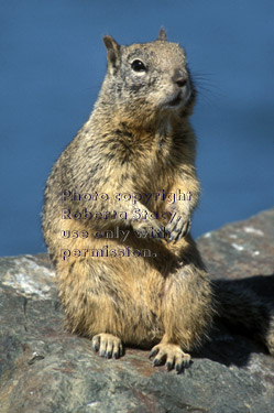 California ground squirrel