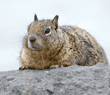 California ground squirrel