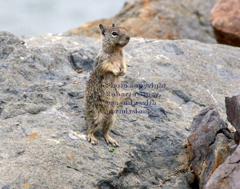 California ground squirrel baby