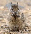 ground squirrel baby eating