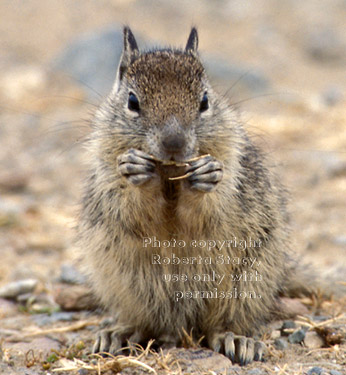 ground squirrel baby eating