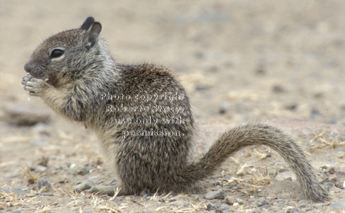 California ground squirrel baby