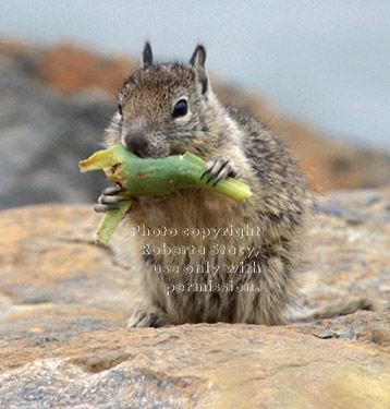 ground squirrel baby eating