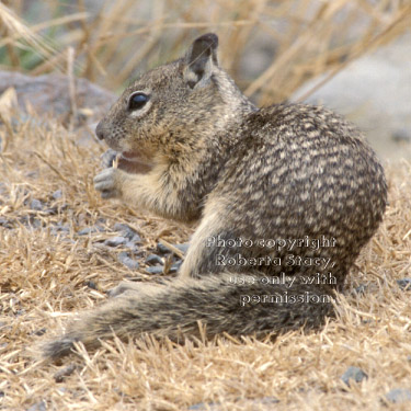 baby California ground squirrel