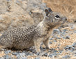 baby ground squirrel