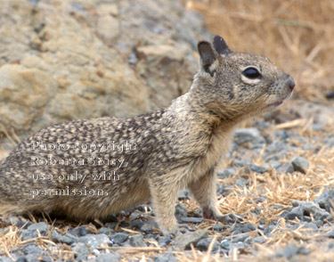 baby ground squirrel