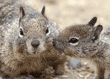 ground squirrel adult & baby