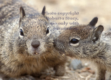 ground squirrel adult & baby