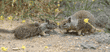 California ground squirrel & baby