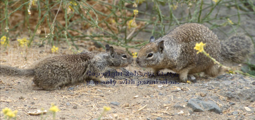 California ground squirrel & baby