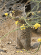 baby California ground squirrel eating yellow flower