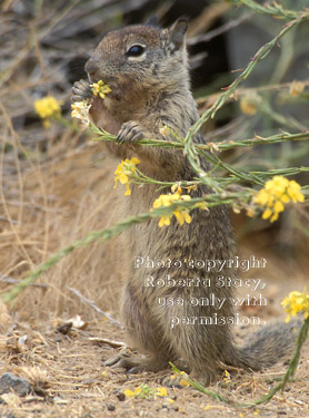 baby California ground squirrel eating yellow flower