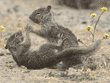 baby ground squirrels at play