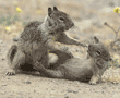 ground squirrel babies at play