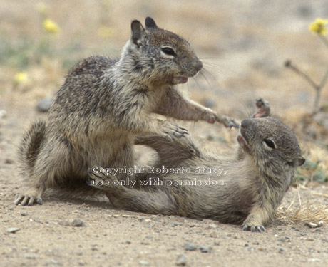 California ground squirrel babies playing