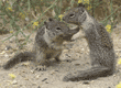 ground squirrel babies playing