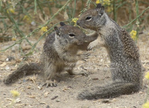 ground squirrel babies playing