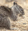 California ground squirrel baby