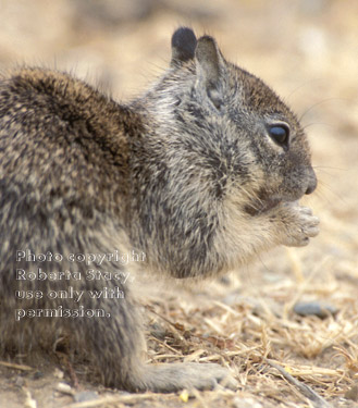 California ground squirrel baby