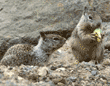 California ground squirrel babies