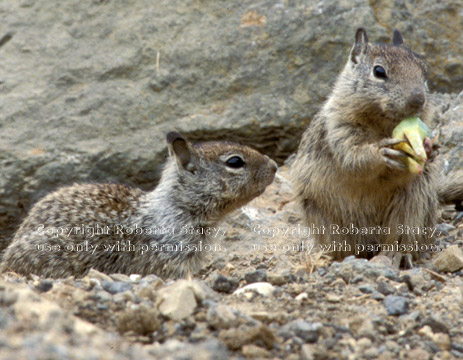 California ground squirrel babies