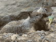 California ground squirrel babies