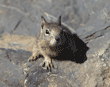 California ground squirrel