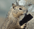 California ground squirrel