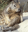 California ground squirrel