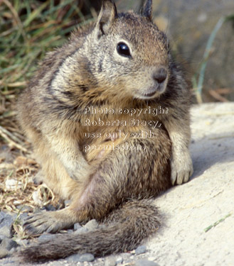 California ground squirrel