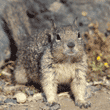 California ground squirrel