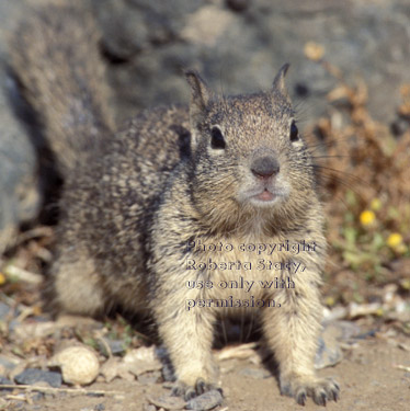 California ground squirrel