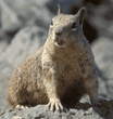 California ground squirrel