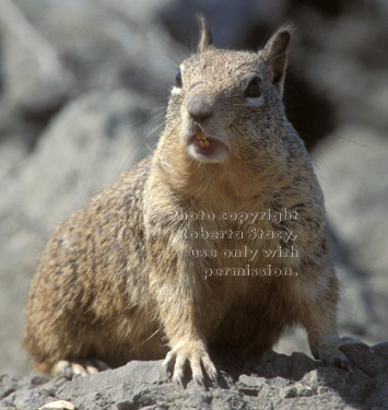 California ground squirrel