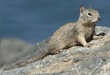 California ground squirrel