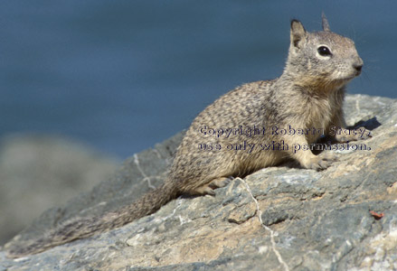 California ground squirrel