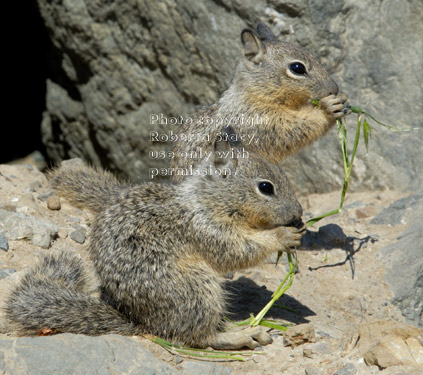 California ground squirrel babies