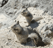 California ground squirrel