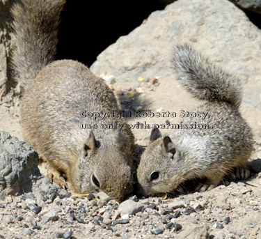 ground squirrel adult and baby