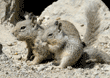 ground squirrel adult and baby