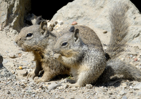 ground squirrel adult and baby