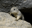 California ground squirrel baby