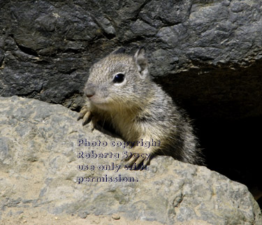 California ground squirrel baby