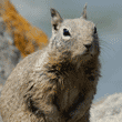 California ground squirrel