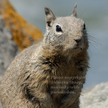 California ground squirrel