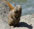 California ground squirrel