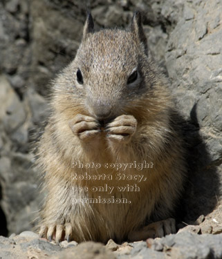 ground squirrel baby