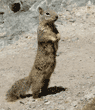 ground squirrel standing tall