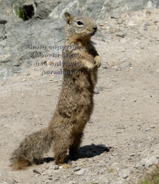 ground squirrel standing tall